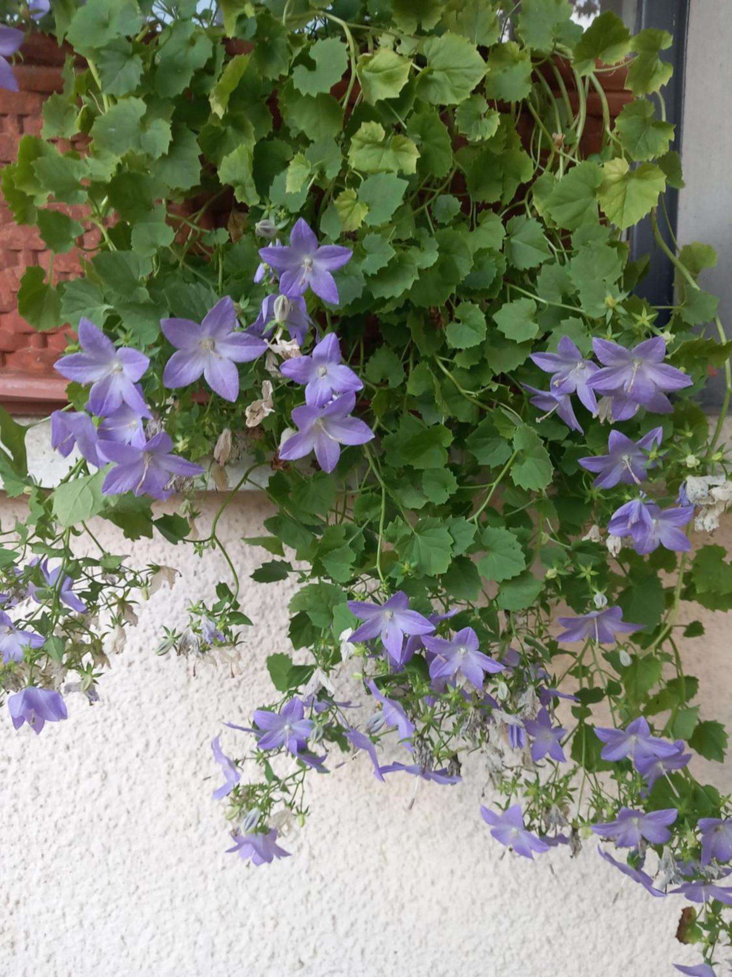 La Casa Di Tina - Civenna Villa Dış mekan fotoğraf